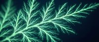 Luminous green fractal branches with intricate organic patterns glowing against dark background for digital art and abstract design projects.