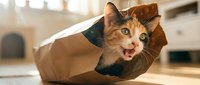 Tabby cat with green eyes wearing brown paper bag, playful expression, isolated on white background for design and advertising use.