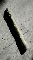 Fresh green asparagus spear casting shadow on cracked concrete surface. Organic vegetable ingredient for healthy cooking and nutrition concepts.