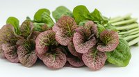 Fresh mustard greens with vibrant purple and green leaves arranged in a bunch on white background, perfect for culinary and food photography.