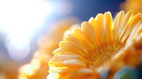 Vibrant orange gerbera daisy macro shot with soft bokeh background showing delicate petal details and center texture in warm morning light.