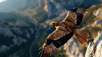 Majestic golden eagle soaring over mountain peaks at sunset, wings spread wide against dramatic rocky landscape backdrop in warm evening light.