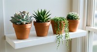 Four small potted succulents in terracotta pots arranged on white windowsill shelf. Indoor gardening and home decor with green plants by bright window.