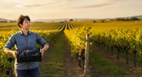 Caucasian male farmer in blue shirt holding crate of harvested grapes in vineyard during golden hour, rows of grapevines extending into distance.