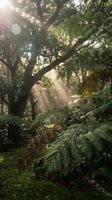 Sunlight filters through dense canopy of tropical forest, illuminating lush ferns and towering trees in misty woodland environment. Ideal for nature, travel, and environmental design projects.
