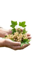 White currant berries with green leaves held in cupped hands against white background, isolated for organic food, agriculture, and harvest concepts.