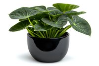 Lush green Anthurium plant with heart-shaped leaves growing in modern black ceramic pot, isolated on white background for home decor and interior design projects.