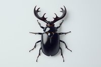 Black stag beetle with large antlers isolated on white background, detailed macro photography showing texture and anatomy of exotic insect specimen.