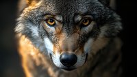 Close up portrait of gray wolf face with intense amber eyes and focused predatory gaze against dark background, dramatic wildlife photography.