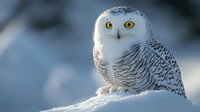 Majestic snowy owl with bright yellow eyes perched on snow-covered ground, displaying distinctive white and black feather pattern in soft winter light against blurred background.