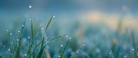 Fresh green grass blades with morning dew drops in soft natural light creating peaceful outdoor scene for wellness and nature concepts.