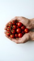 Hands holding fresh red cherry tomatoes on vine against white background for healthy eating and organic farming concepts.