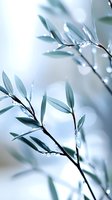 Delicate olive leaves with morning dew drops against soft blue background, creating serene natural composition with bokeh effect and selective focus.