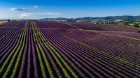 Aerial view of expansive lavender fields with purple and green rows stretching toward distant mountains under clear blue sky, showcasing agricultural landscape and farming patterns.