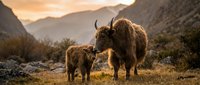 Yak mother and calf grazing in mountain valley at golden hour, ideal for wildlife and nature stock photography.