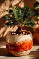 Small potted cycas palm in decorative ceramic pot with orange gradient glaze, illuminated by warm sunlight casting soft shadows on neutral background.