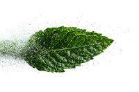 Fresh green mint leaf disintegrating into particles on white background, dramatic motion effect for culinary and beverage concepts, isolated design element.