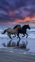 Two wild horses galloping along ocean shore at dramatic sunset with purple and orange sky reflecting in wet sand creating romantic seascape scene.
