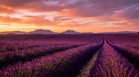 Endless lavender field rows stretching toward distant mountains under dramatic sunset sky with purple and orange clouds creating romantic agricultural landscape.