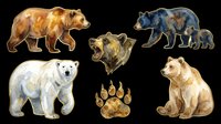 Watercolor bear clipart set with grizzly, polar, black bear, roaring head, paw print, and bear family, isolated on transparent background for stickers, T-shirts, print on demand.