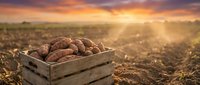 Fresh harvested potatoes in wooden crate on fertile farmland during golden sunset. Agricultural produce ready for market distribution and cooking.