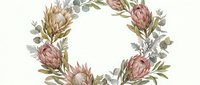 Watercolor protea wreath with eucalyptus leaves on white background, floral frame for wedding invitations, greeting cards and botanical design projects.
