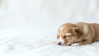 Adorable sleeping puppy with closed eyes resting peacefully on soft white fluffy blanket. Cute young dog napping in cozy home environment for pet care concepts.