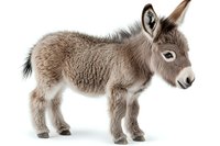 Young miniature donkey foal with fluffy gray coat standing in profile view on white background, isolated cutout for easy design integration.