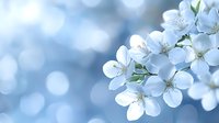 Delicate white cherry blossoms against soft blue bokeh background create dreamy spring atmosphere with gentle natural lighting and shallow depth of field.