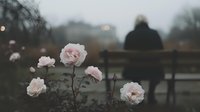 Delicate pink roses bloom in foreground while solitary figure sits on park bench in misty twilight, creating atmospheric mood of solitude and contemplation.