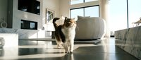 Adorable fluffy cat walking across modern living room with sunlight streaming through large windows creating warm atmosphere for pet lifestyle content.