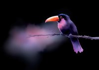 Purple toucan perched on branch against dark background with soft pink bokeh effect, dramatic lighting highlights exotic bird silhouette and distinctive beak.