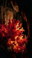 Vibrant red coral formation glowing with warm light in underwater cave environment with rocky stalactites and marine textures creating mystical oceanic atmosphere.