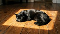 Black cat resting on wooden floor in sunlight, relaxed feline lounging indoors for pet, animal, and home decor content.