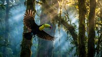 Keel-billed toucan flying through misty tropical rainforest with outstretched wings, golden sunlight filtering through dense jungle canopy creating magical atmosphere.