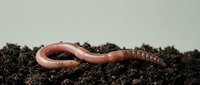 Pink earthworm crawling through rich dark soil, showcasing natural decomposition and organic gardening processes for agricultural and environmental concepts.