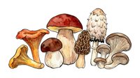 Assorted edible and wild mushrooms including chanterelle, porcini, and button varieties isolated on white background, suitable for culinary, botanical, and educational design projects.