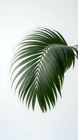 Tropical palm leaf with elegant curved fronds against clean white background for modern interior design and botanical decoration projects.
