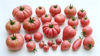 Fresh pink heirloom tomatoes collection in various sizes and shapes isolated on white background for healthy cooking and organic farming concepts.