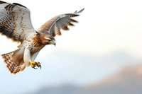 Majestic red-tailed hawk in flight with wings spread against soft sky background, displaying detailed feathers and hunting posture during morning light.