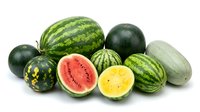 Assorted fresh melons and watermelons with cut halves showing red and yellow flesh isolated on white background for food, nutrition, grocery, and culinary design projects.