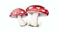 Red and white spotted mushrooms with delicate gills and stems on white background, watercolor style botanical illustration for nature and forest decor.