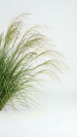 Ornamental grass with flowing green blades swaying gracefully against neutral background for natural home decor and landscaping design projects.