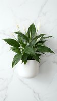 Peace lily houseplant with white flowers in ceramic pot on marble surface for home decor and interior design projects.