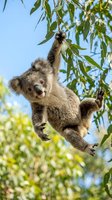 Adorable koala hanging from eucalyptus tree branch against blue sky, showcasing native marsupial in natural habitat for wildlife and nature content.