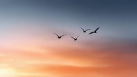 Silhouettes of birds flying across dramatic sunset sky with orange pink and blue gradient colors creating peaceful nature scene for meditation and freedom concepts.
