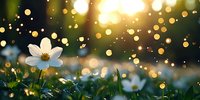 White anemone flower in spring garden with magical bokeh lights and sunbeams creating dreamy atmosphere. Nature photography for wall art and cards.