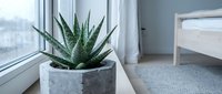 Aloe vera plant in concrete pot on windowsill with urban view, modern home decor and indoor gardening solution.