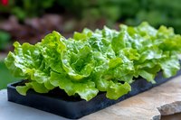 Fresh green lettuce growing in container garden, crisp curly leaves in black plastic tray on wooden surface with natural blurred background.