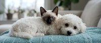 Siamese kitten and white fluffy puppy resting together on turquoise blanket indoors, companionship and pet friendship concept.